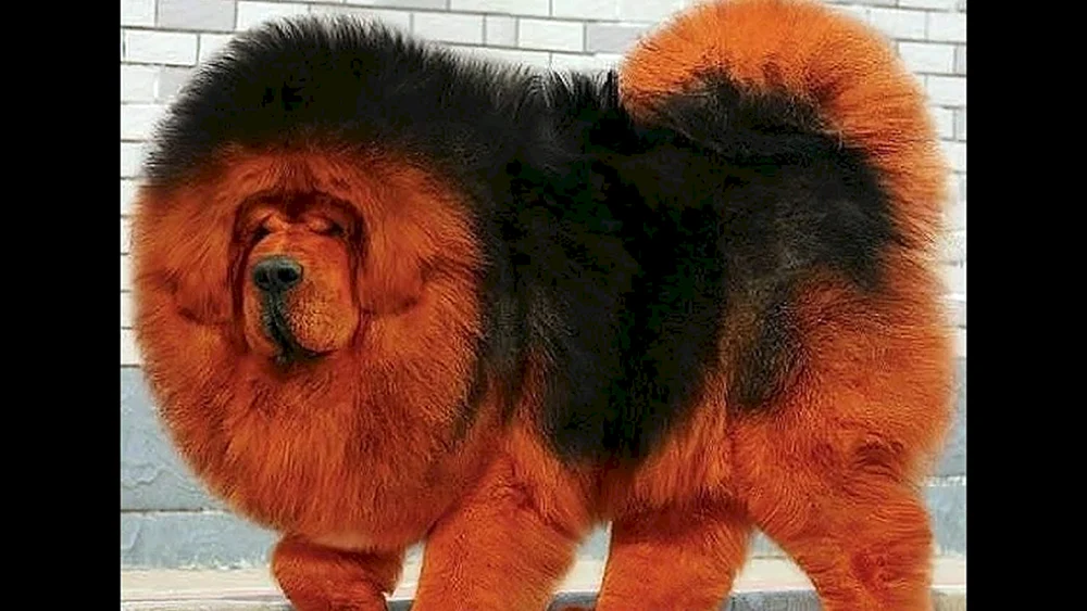Berner Sennenhund