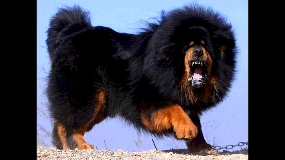 Tibetischer Mastiff
