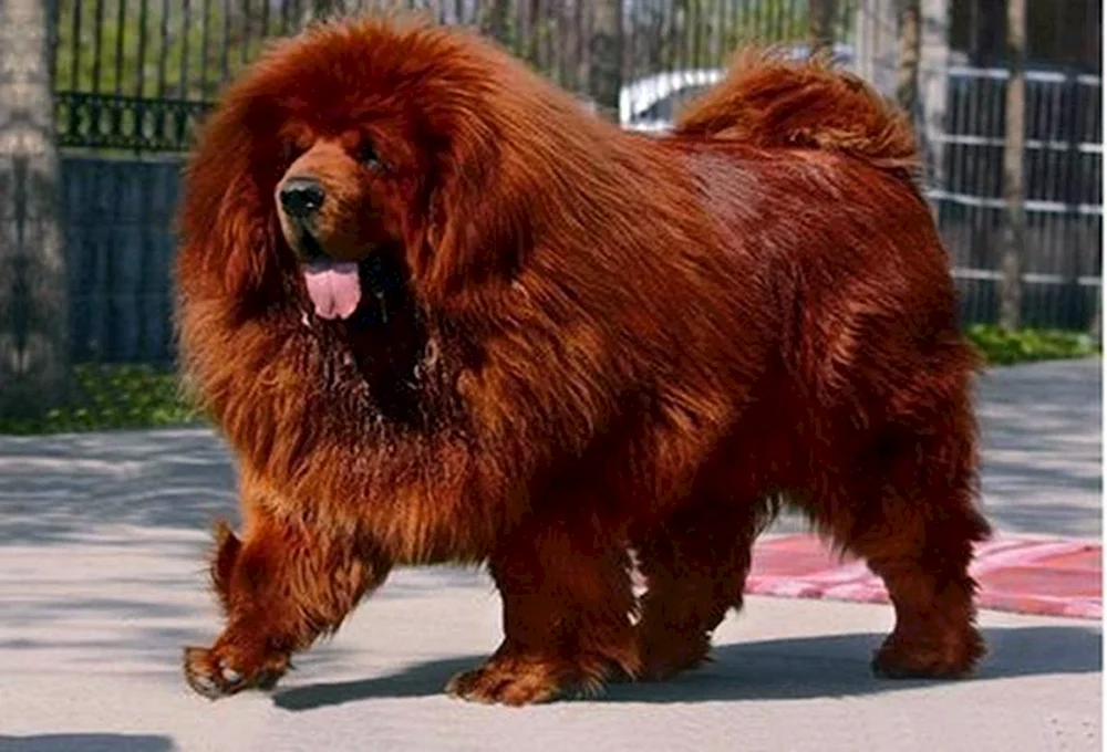 Tibetischer Mastiff