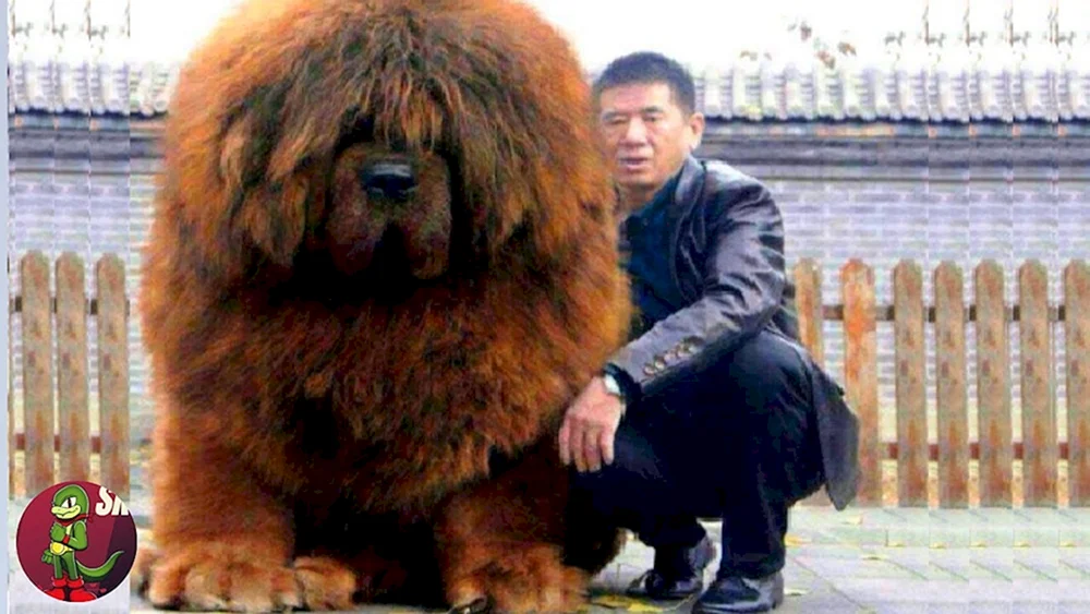 Tibetan Mastiff Mastiff