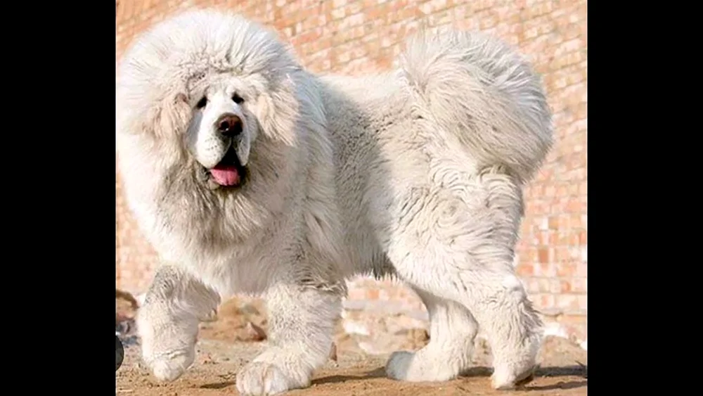 Tibetan Mastiff