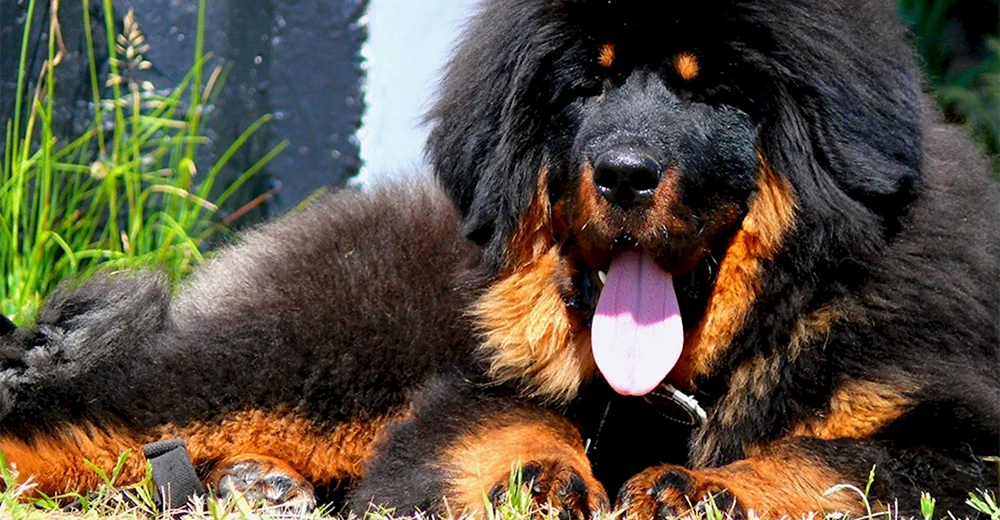 Tibetan Mastiff