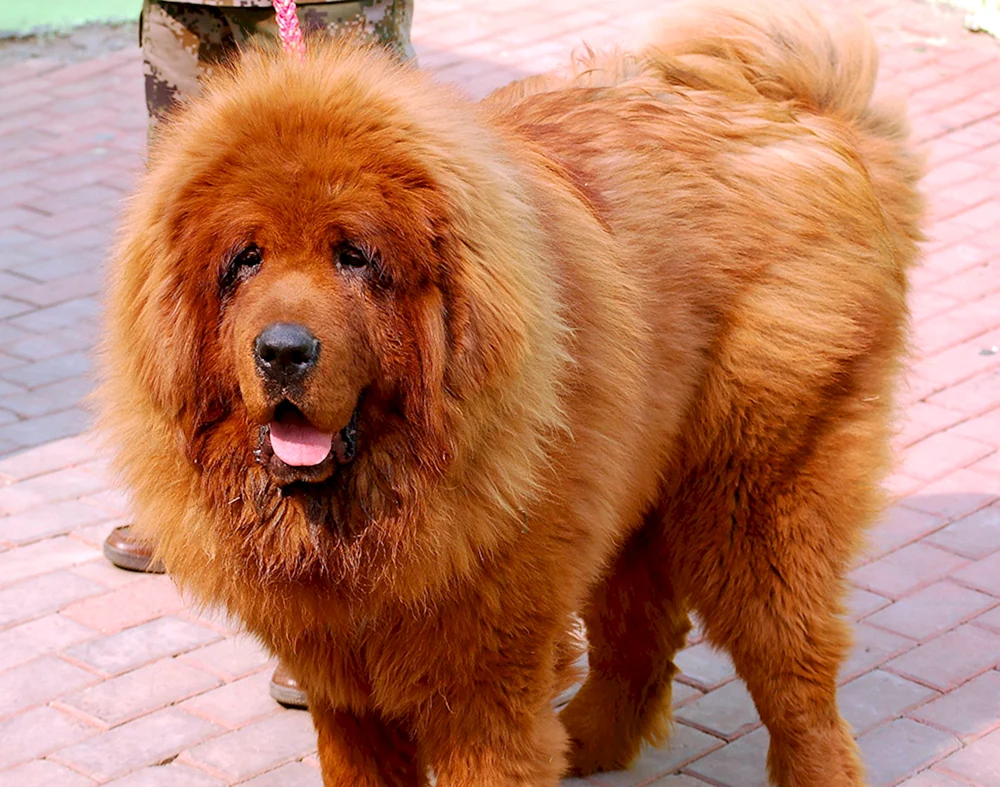 Tibetan Mastiff
