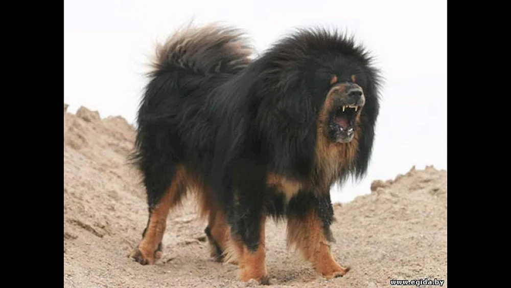 Tibetan Mastiff