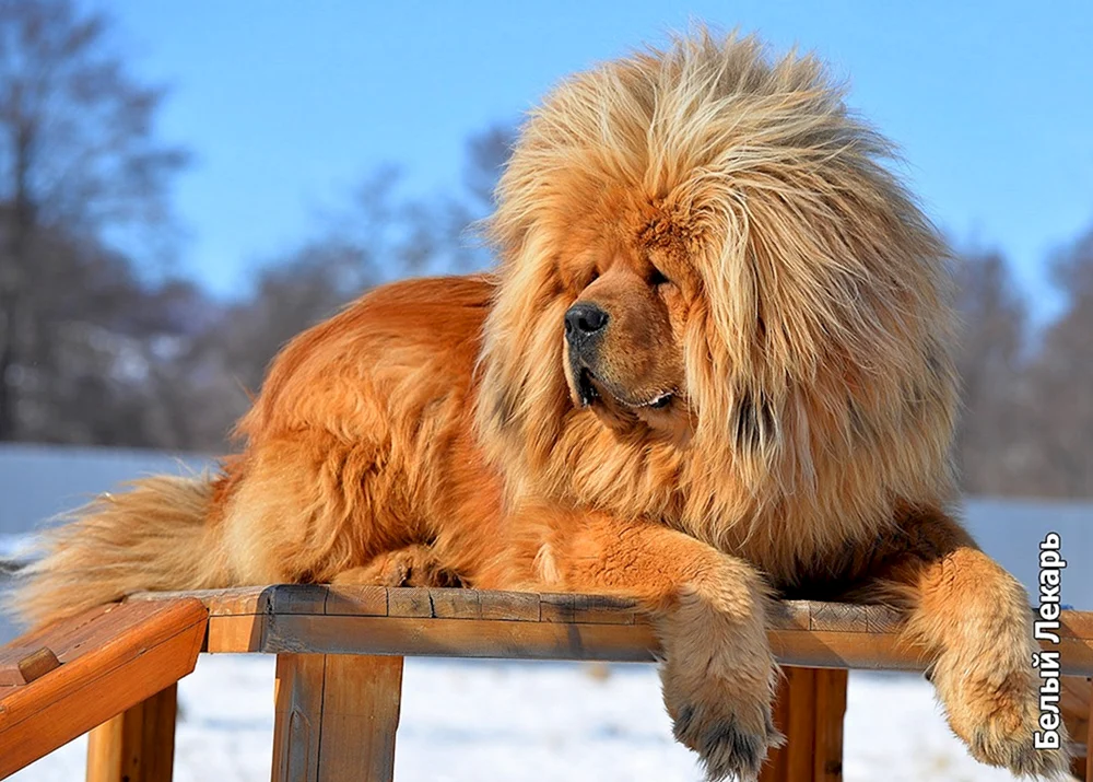 Tibetan Mastiff Mastiff