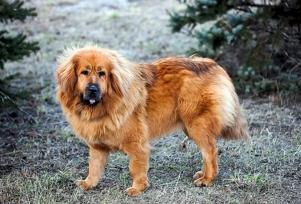Tibetan Mastiff Hund