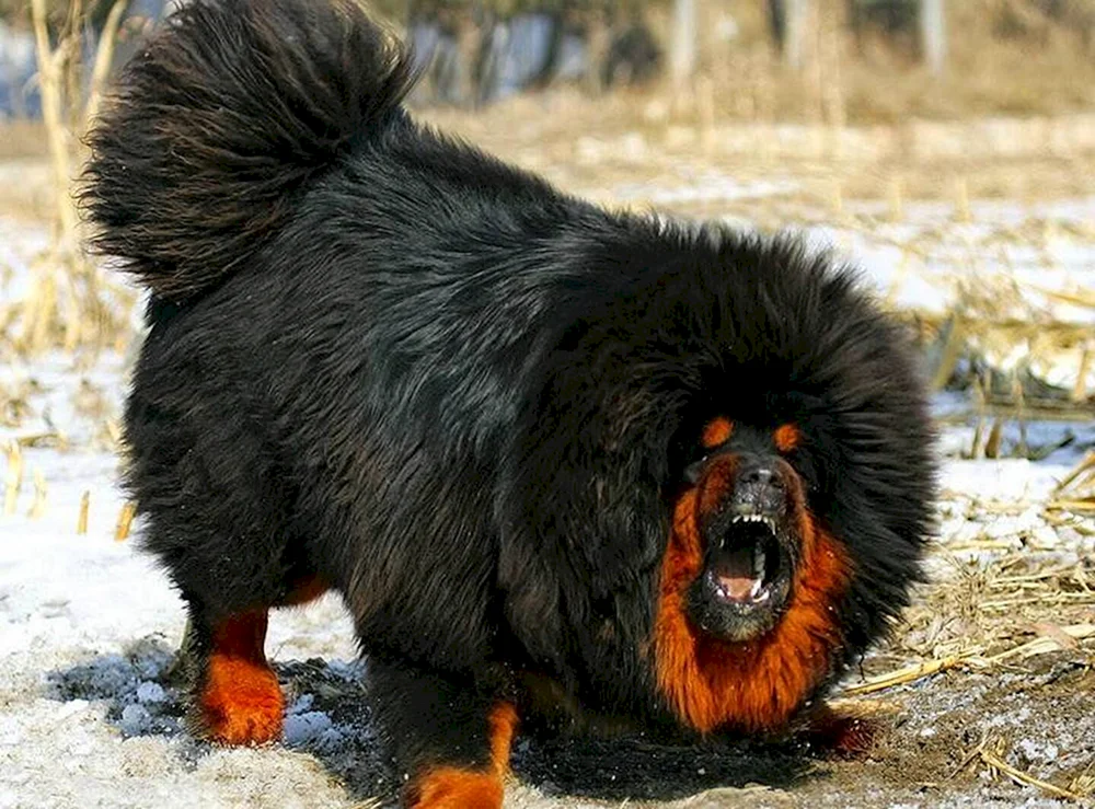 Tibetan Mastiff Hund