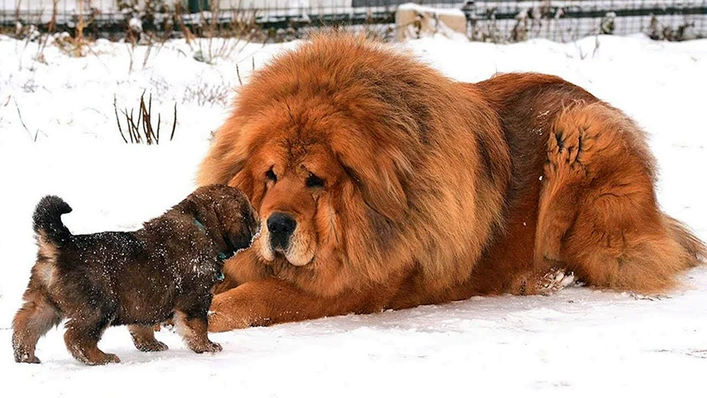 Tibetan Mastiff