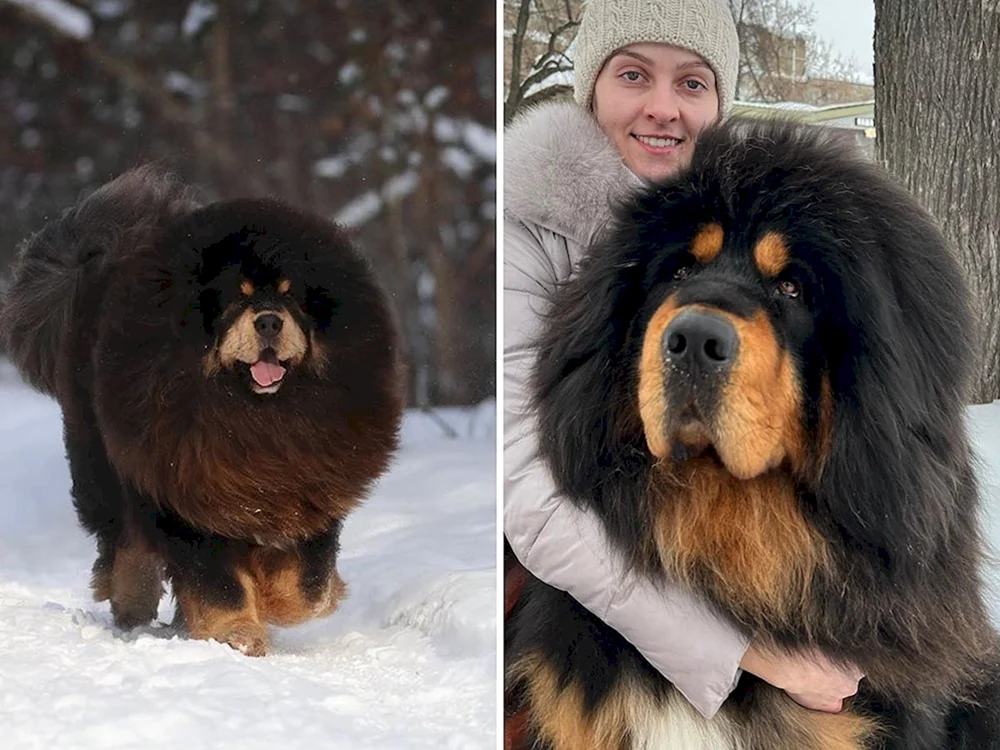 Tibetan Mastiff Hund