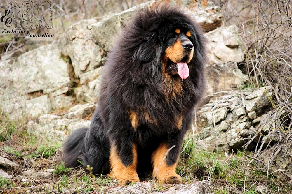 Tibetan Mastiff