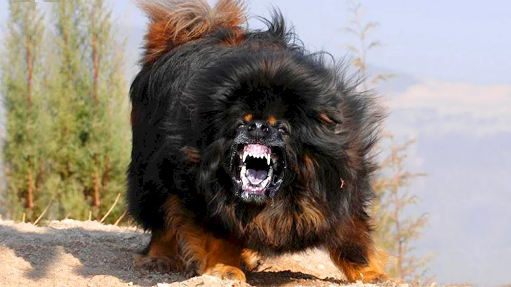 Tibetan Mastiff