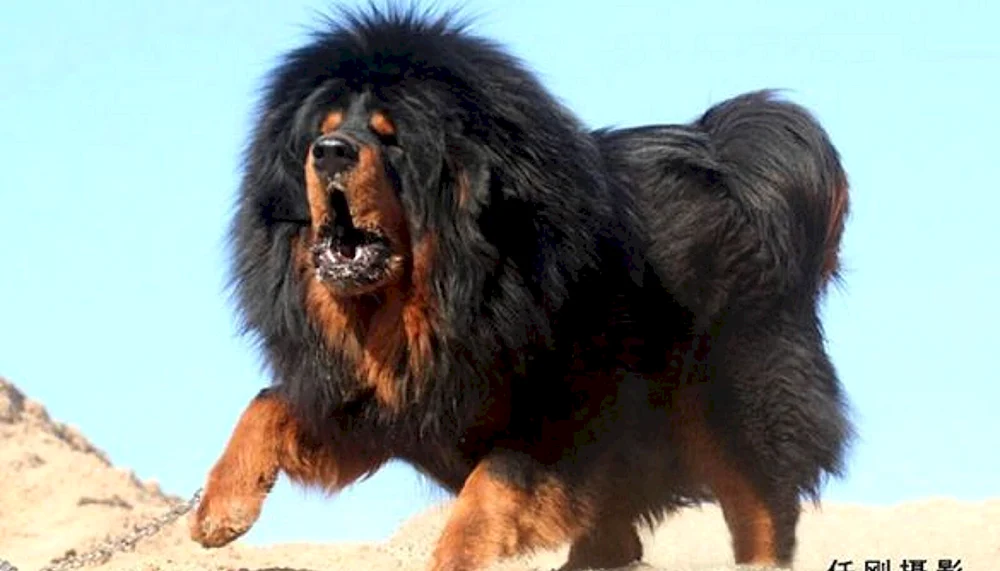Tibetan Mastiff