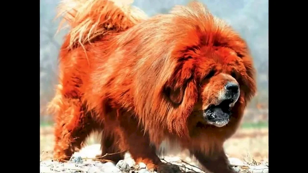Straßenhund