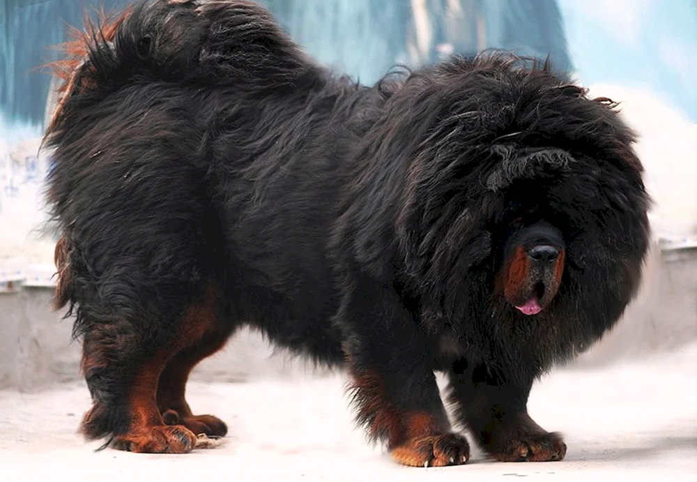 Tibetan Mastiff