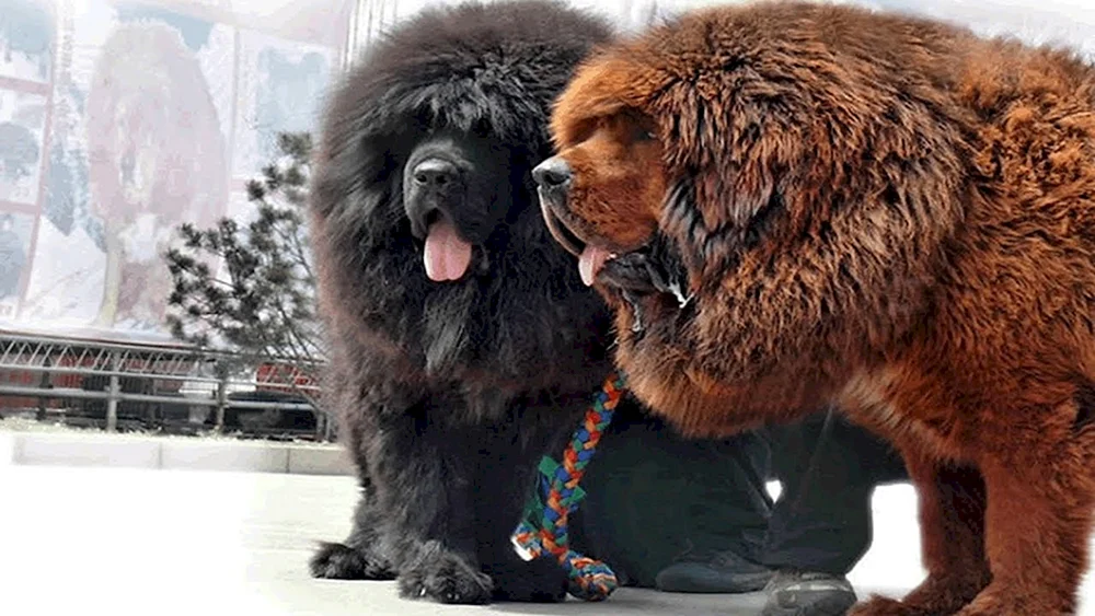 Tibetan Mastiff Hong Dong