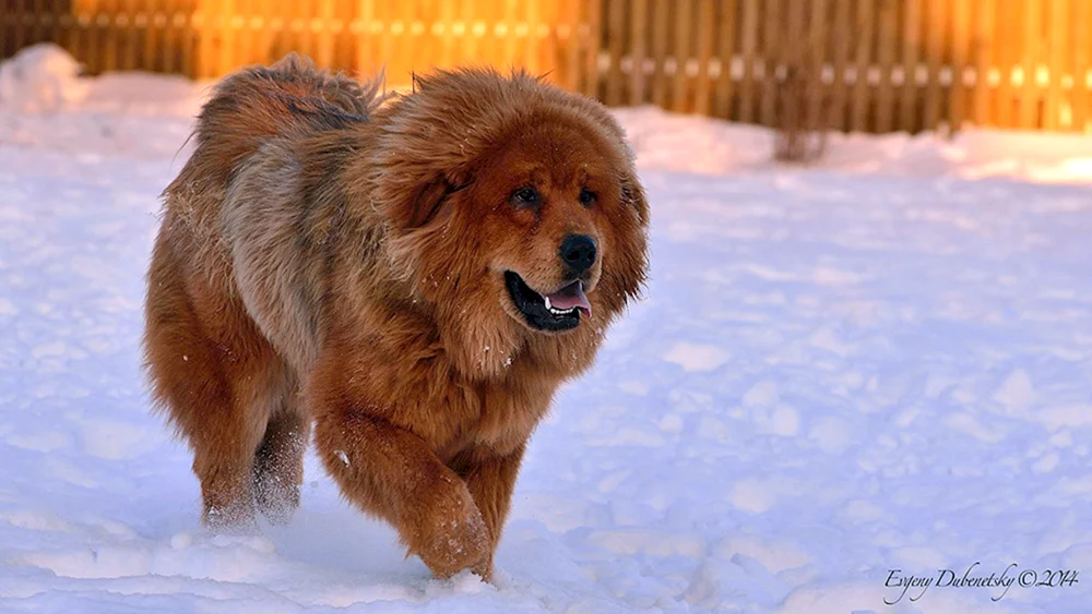 Tibetische Dogge