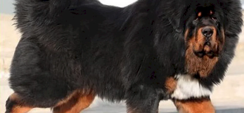 Tibetische Dogge. Mastiff
