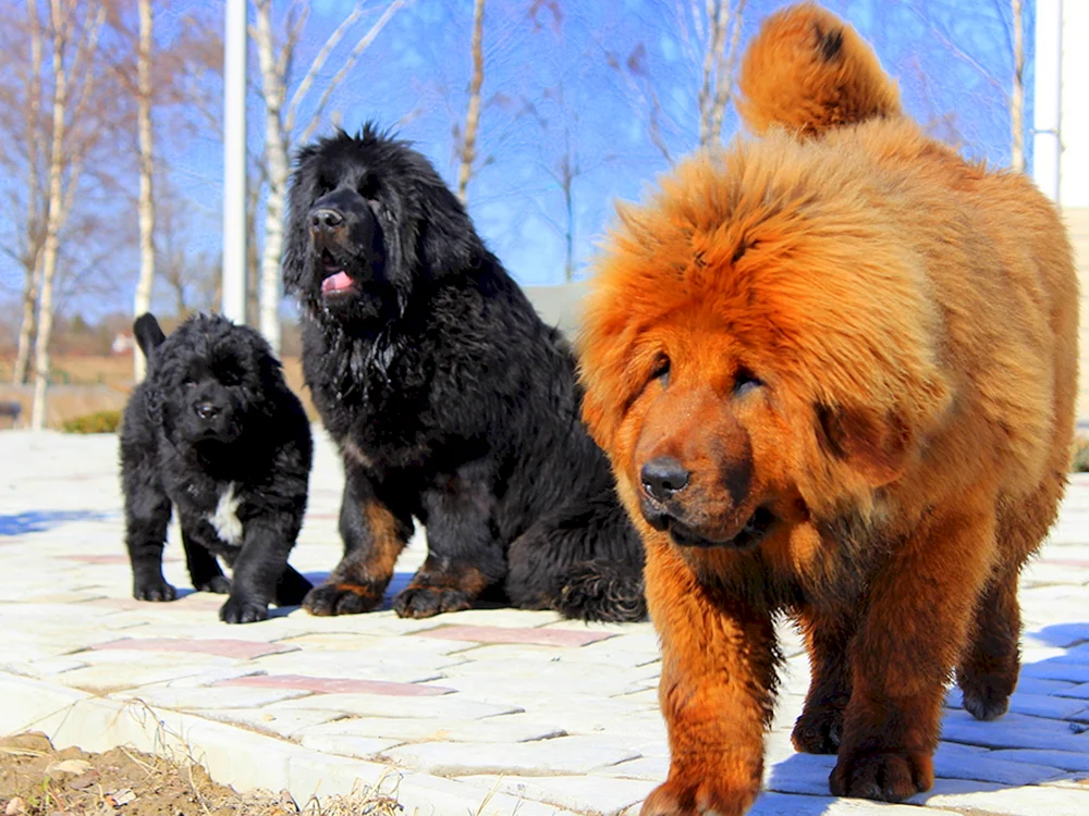 Tibetischer Mastiff