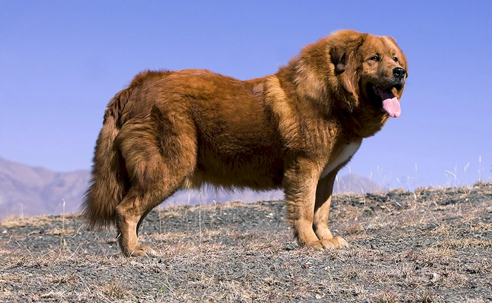 Tibetischer Mastiff
