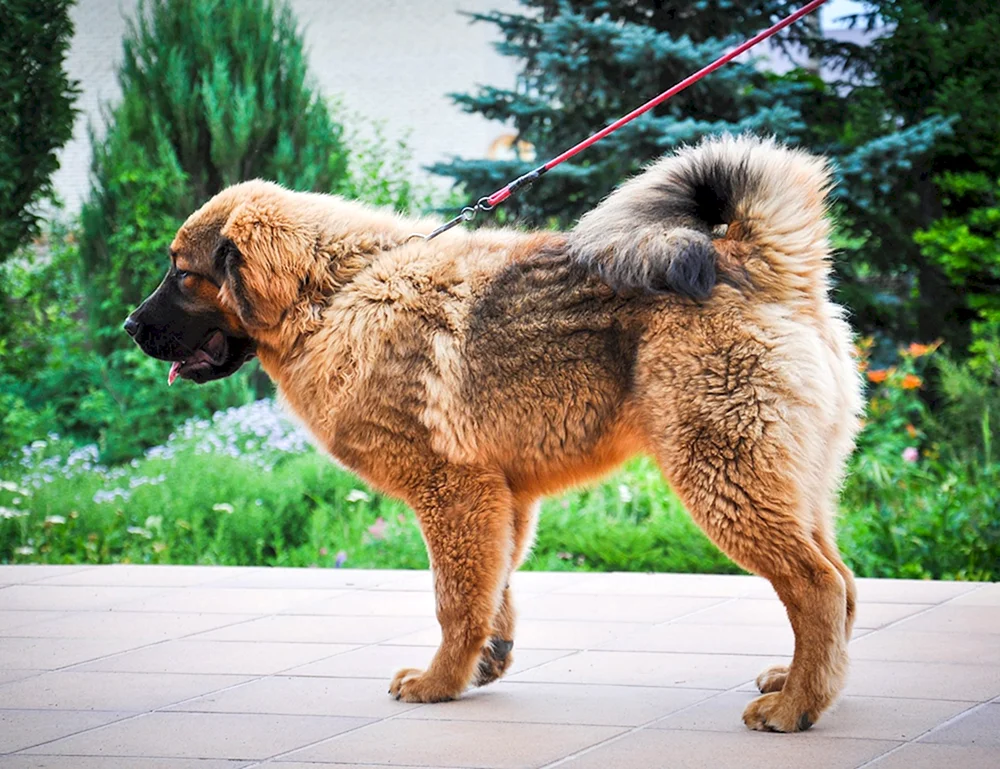 Tibetischer Mastiff
