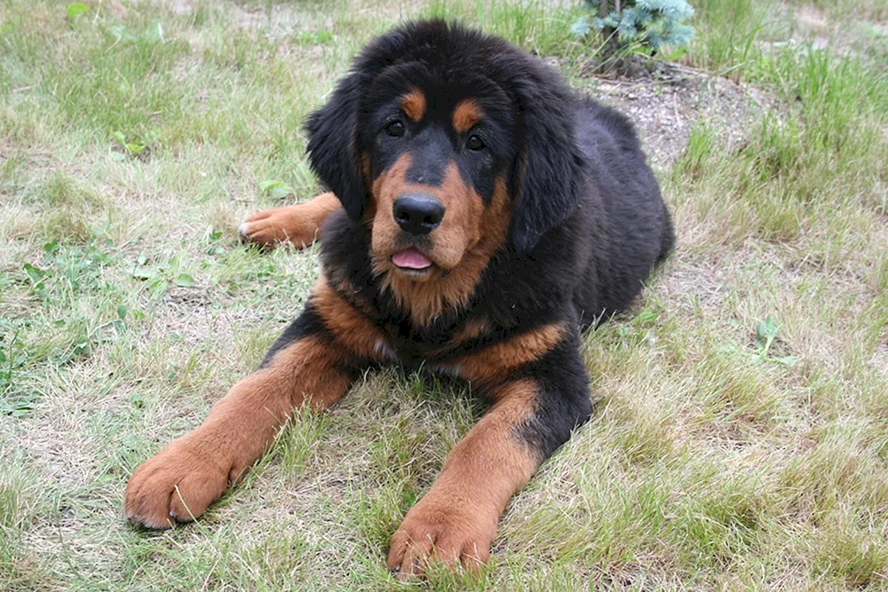 Tibetischer Mastiff schwarz
