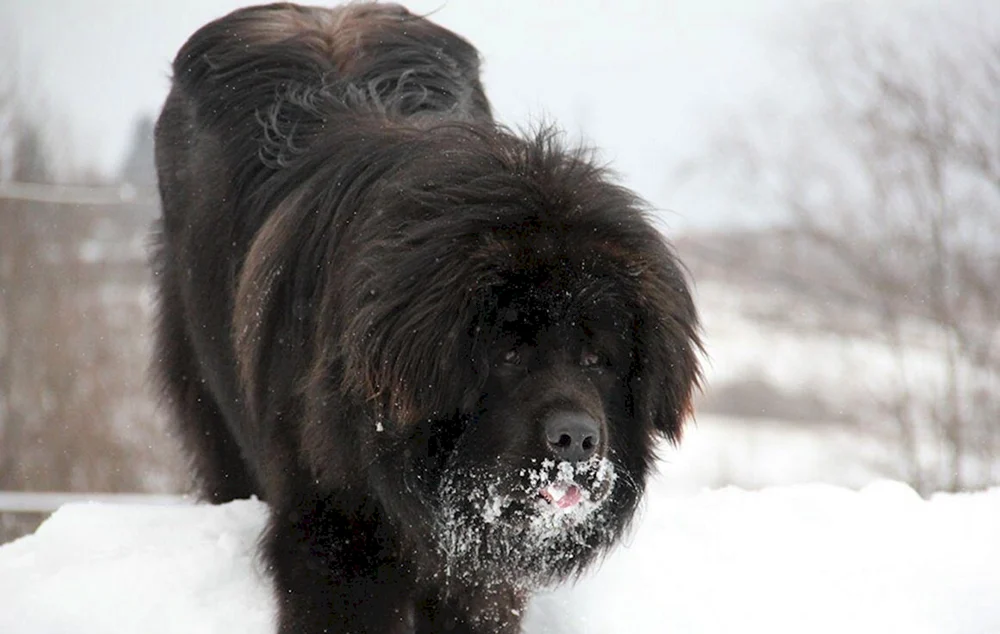 Tibetische Dogge schwarz