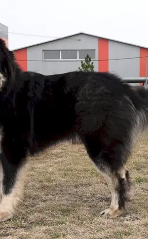Tibetische Dogge und Alabai