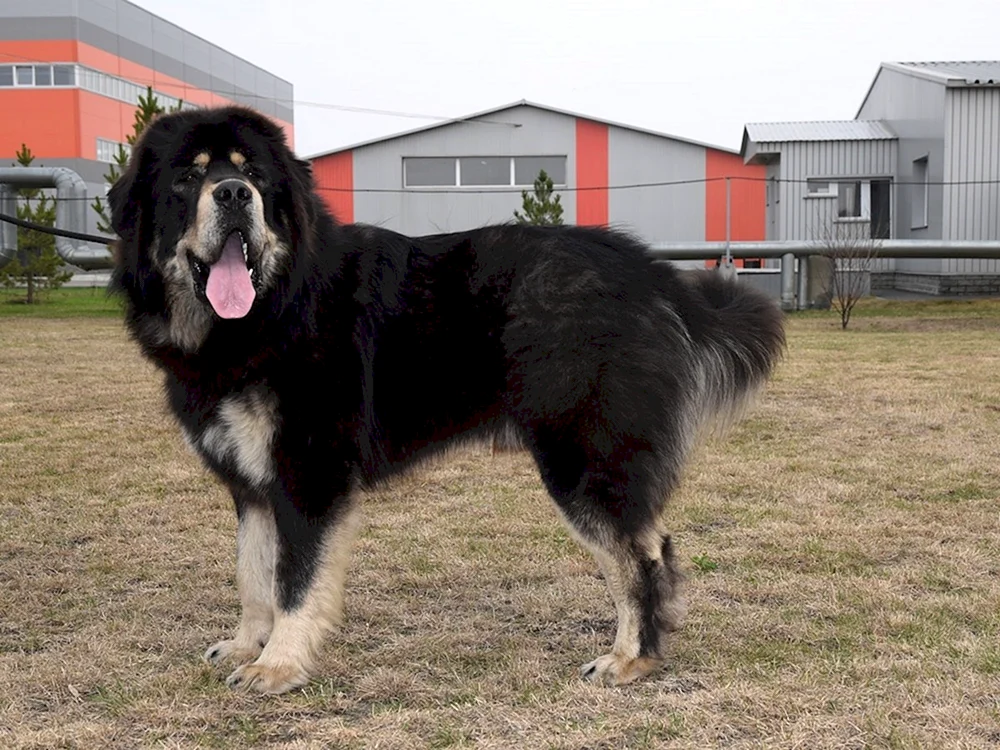 Tibetische Dogge und Alabai