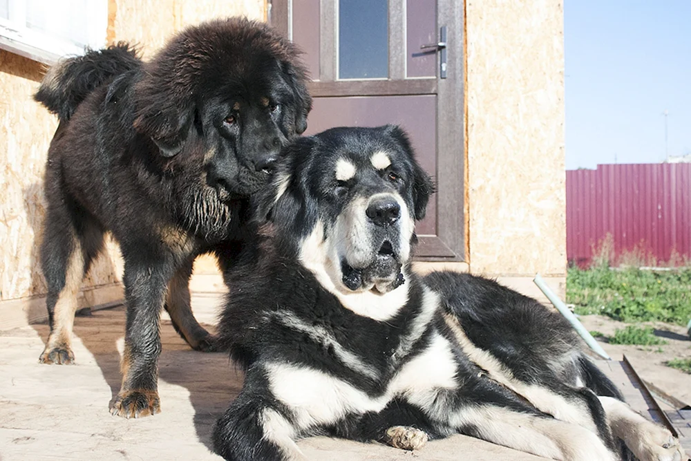 Tibetische Dogge und Alabai