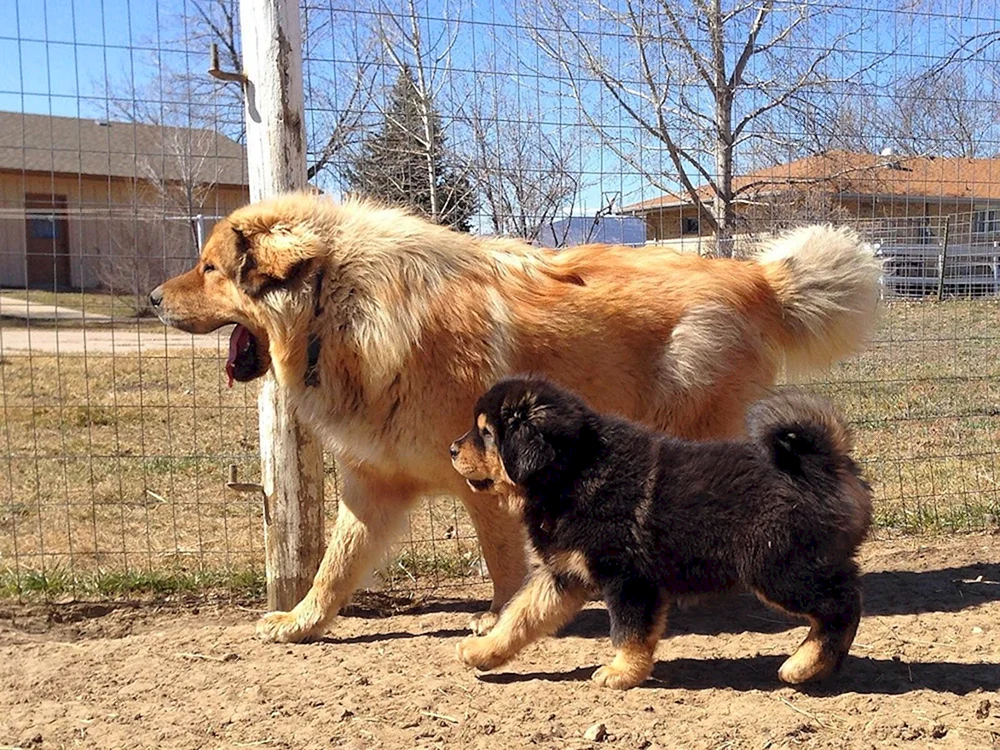 Tibetische Dogge und Alabai