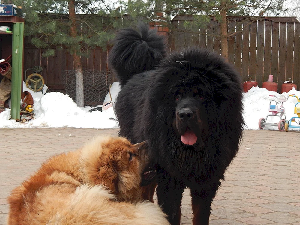 Tibetischer Mastiff und Alabai