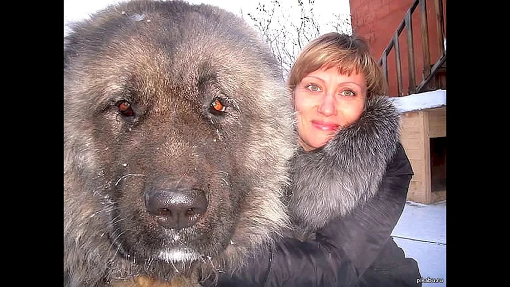 Tibetischer Mastiff und Alabai