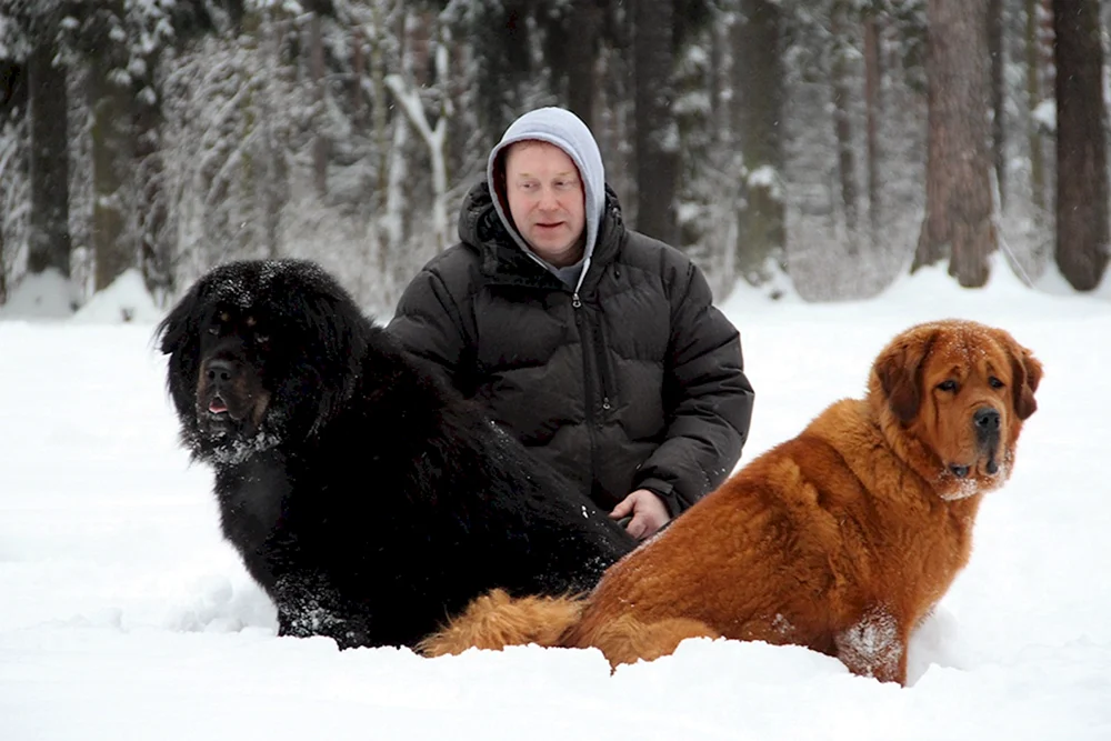 Tibetischer Mastiff und Alabai