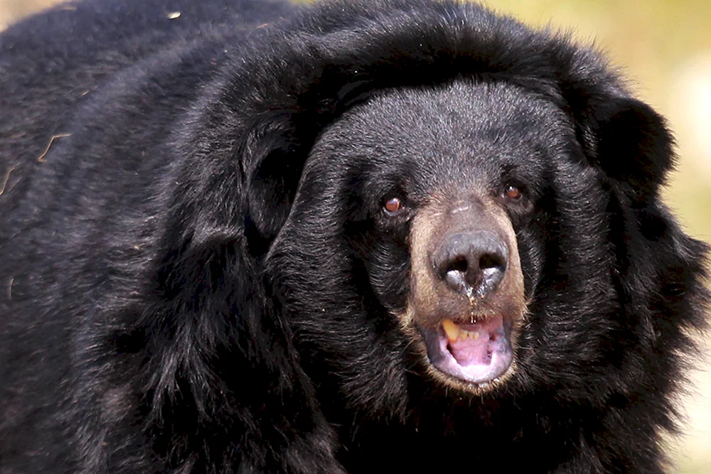 Tibetan Mastiff und Bär