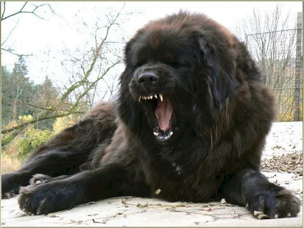 Tibetischer Mastiff und Wolfshund