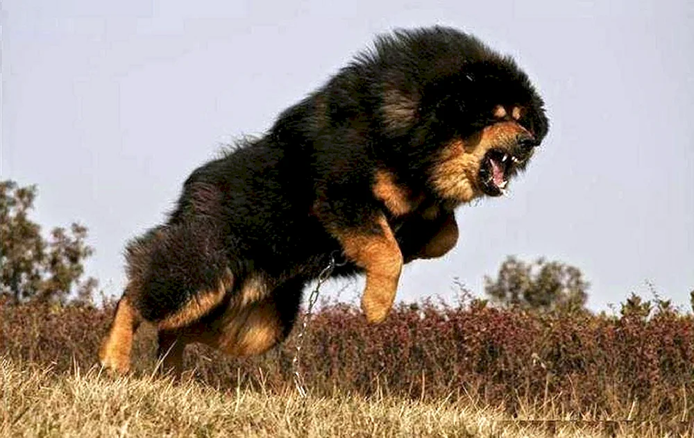 Tibetischer Mastiff und Wolfshund