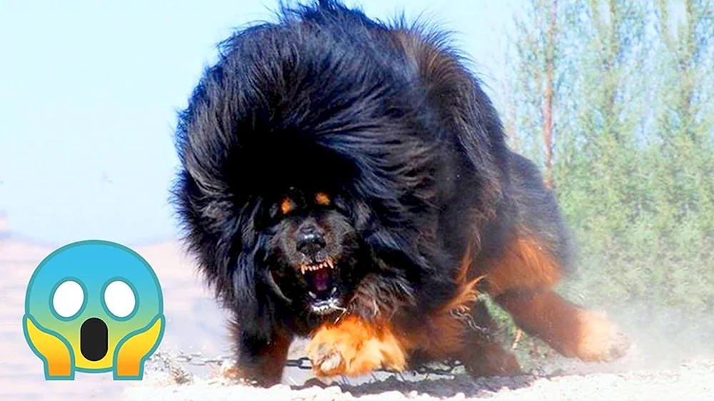 Tibetan Mastiff