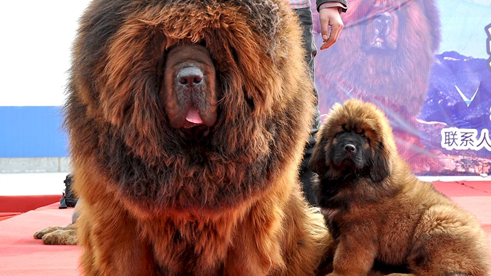 Tibetan Mastiff Hong Dong