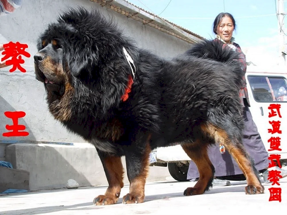 Tibetan Mastiff Hong Dong