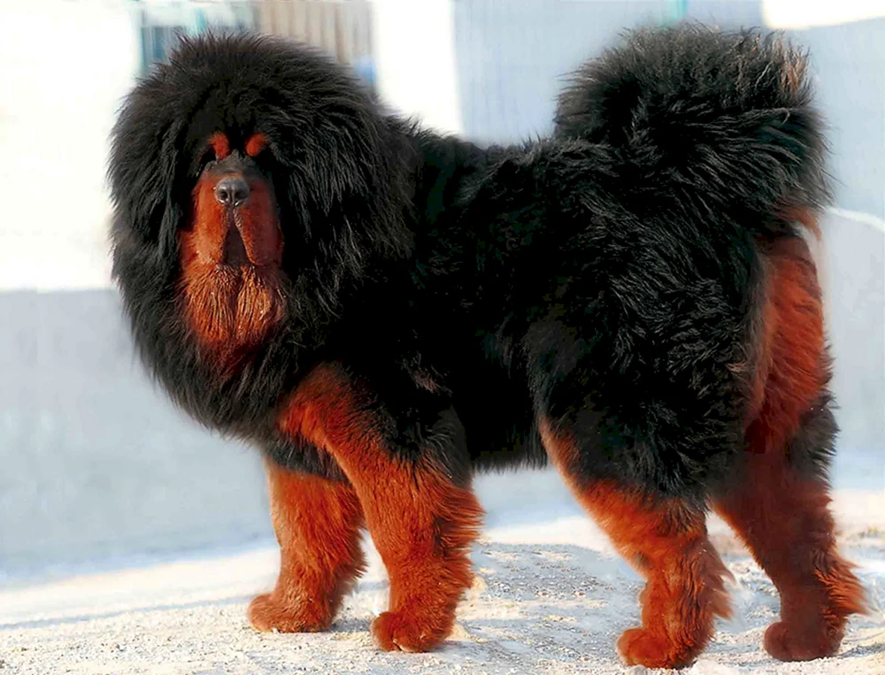 Tibetische Dogge