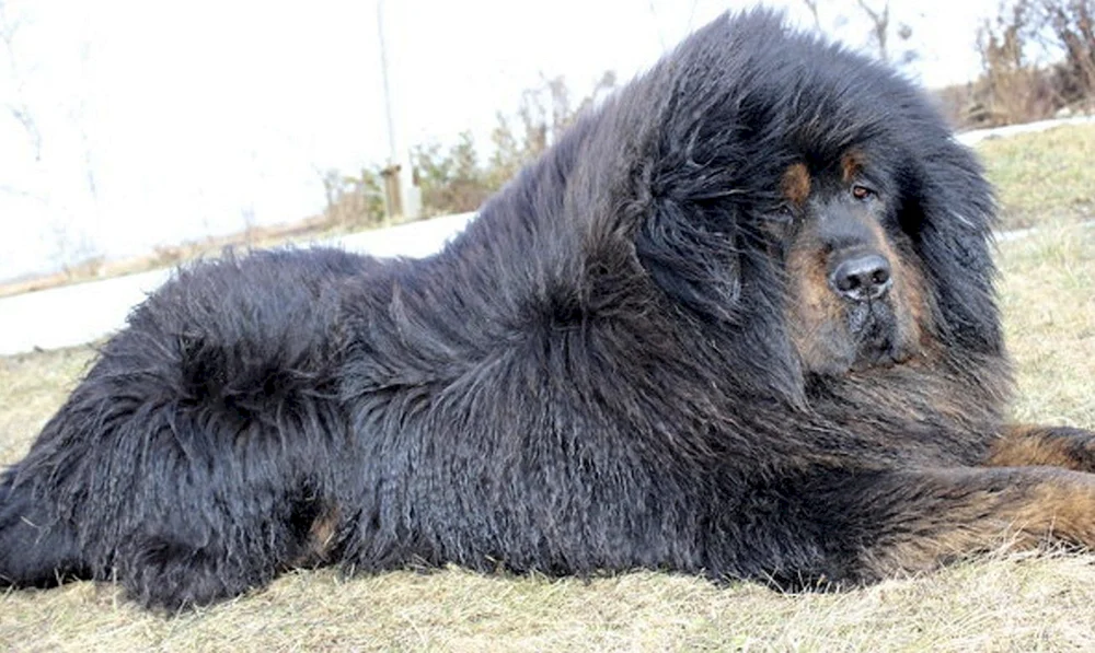 Tibetischer Mastiff Hong Dong