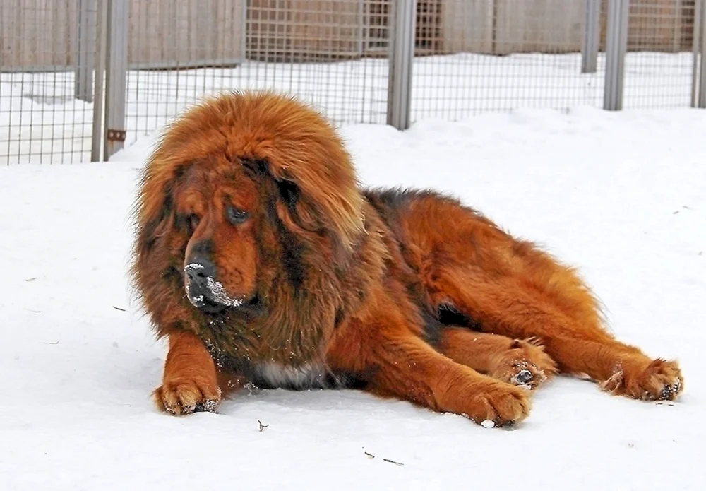 Tibetische Dogge Hong Dong