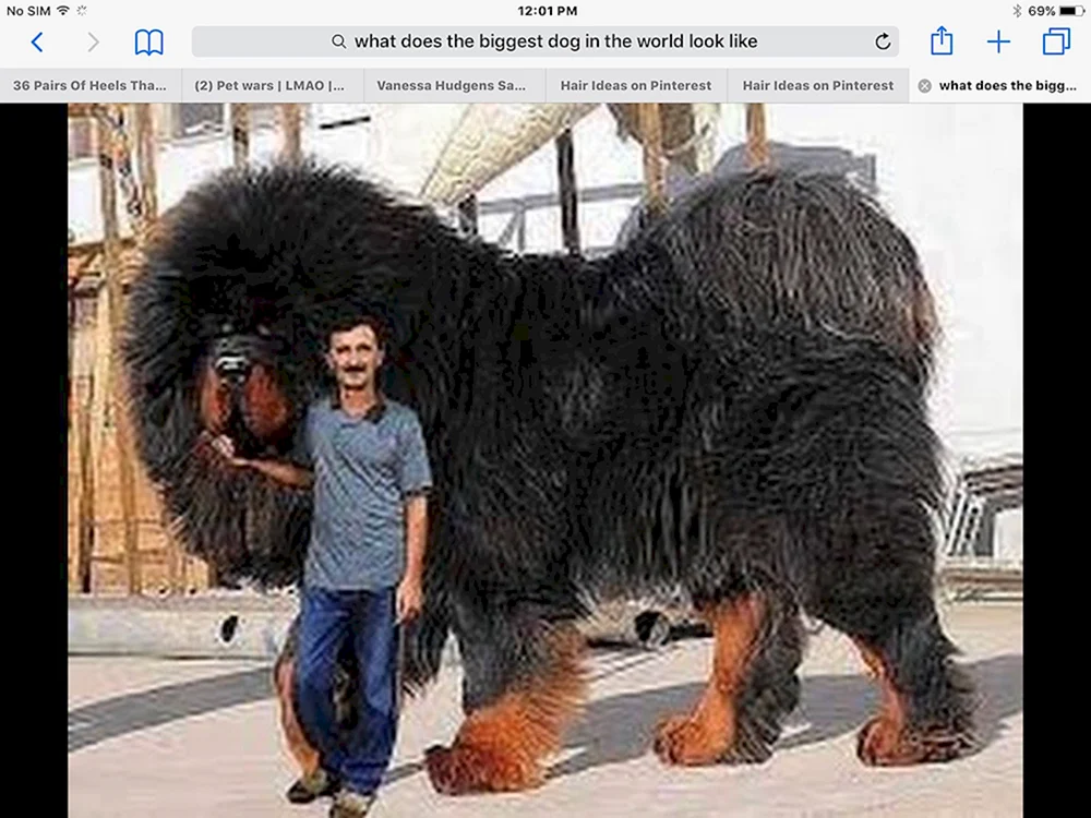 Tibetischer Mastiff Hund
