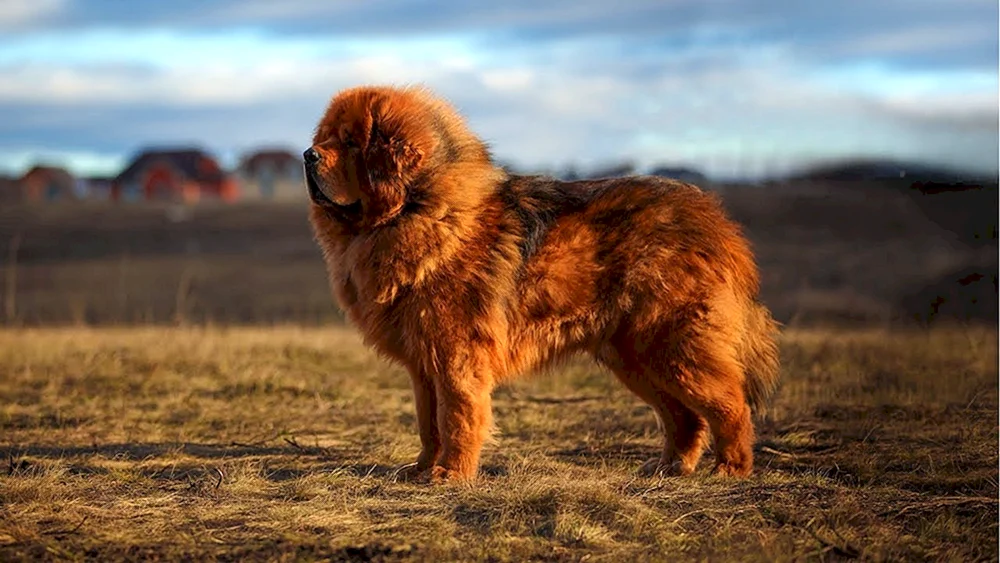 Tibetan Mastiff Hund