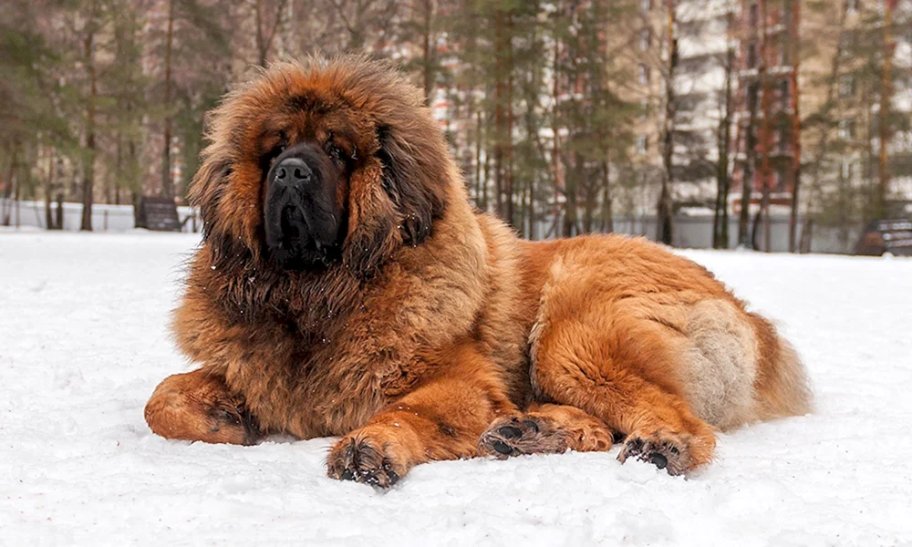 Tibetan Mastiff Hund Mastiff