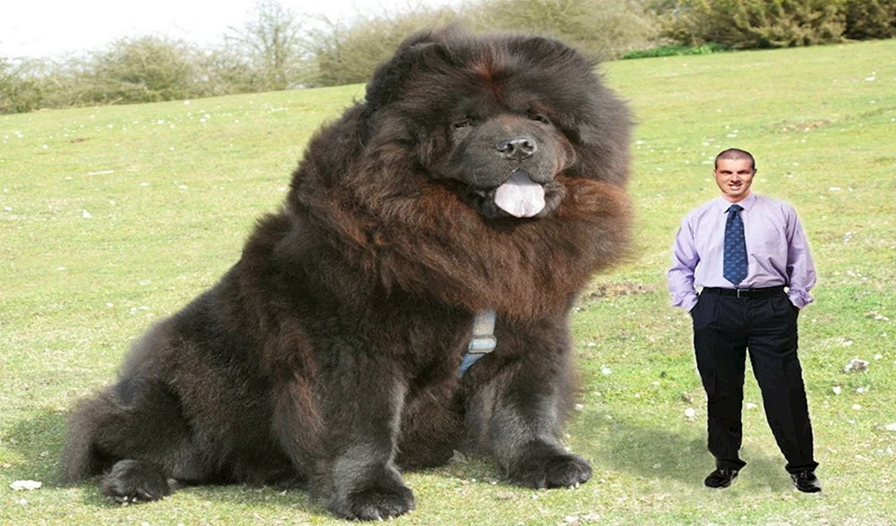 Tibetischer Mastiff Riese