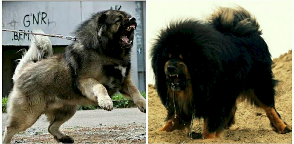 Tibetischer Mastiff vs. Kaukasischer Schäferhund
