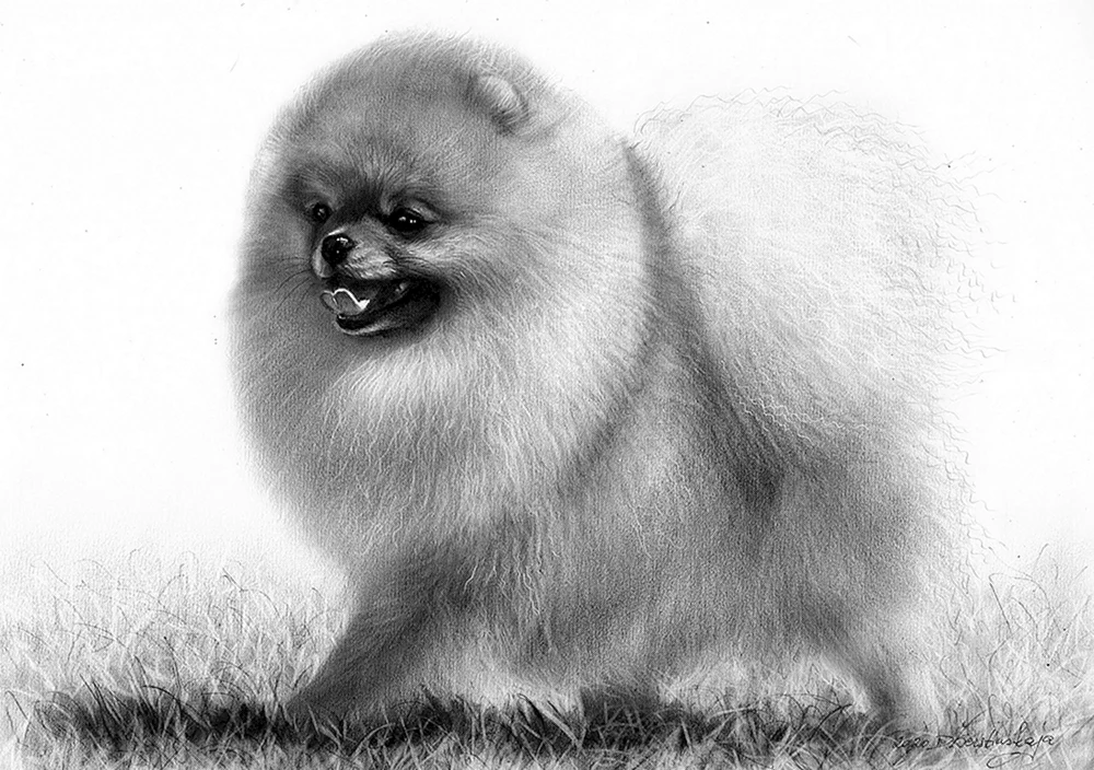 Pommern Spitz Merle