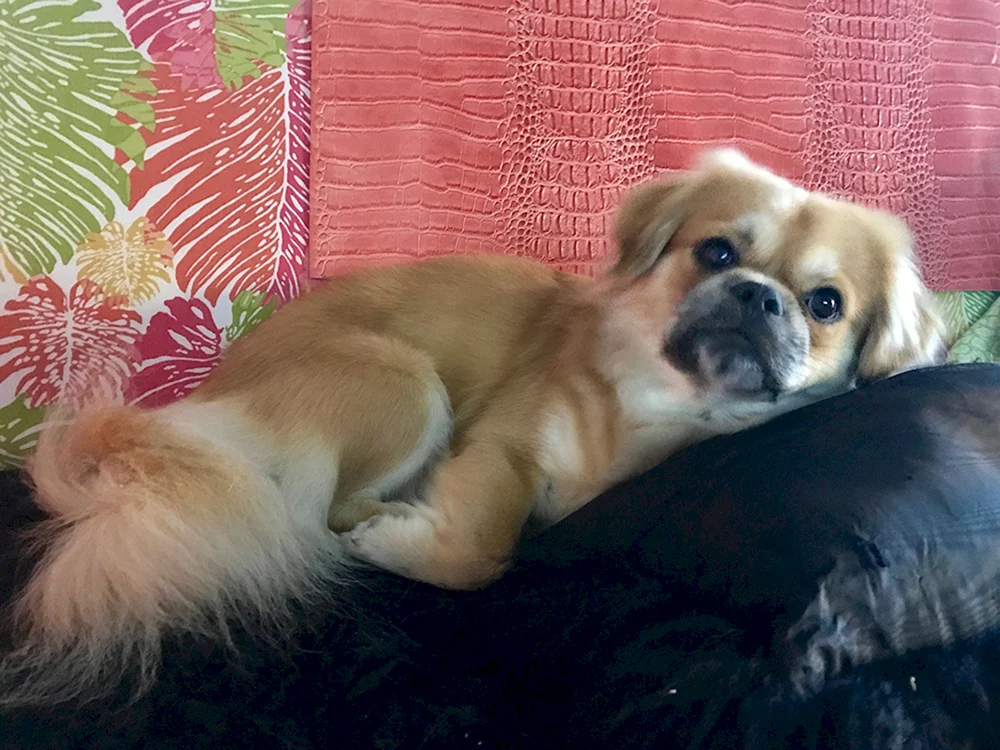 Tibetischer Spaniel und Pekingese