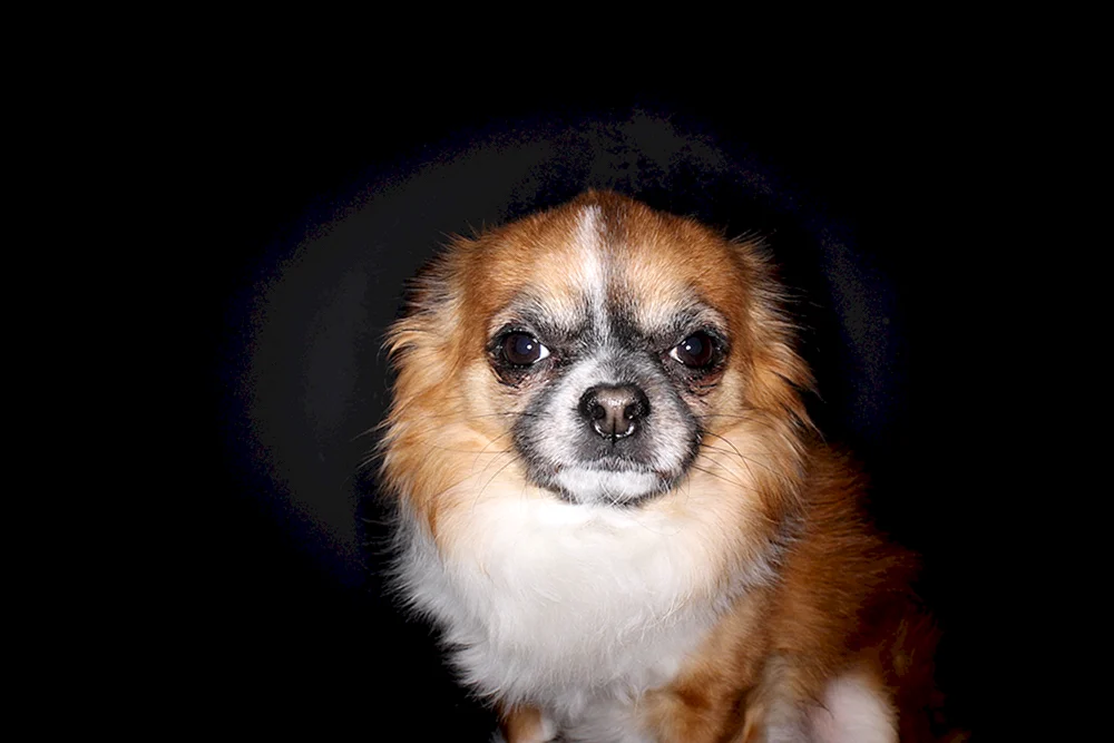 Tibetischer Spaniel und Pekingese